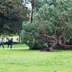 ALEX YEE | Photography InternA fallen tree in Aldrich Park serves as a souvenir of the harsh winds and flooding from last week’s storm.